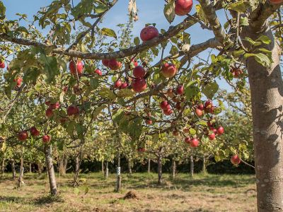 Apfelbäume mit roten Äpfeln