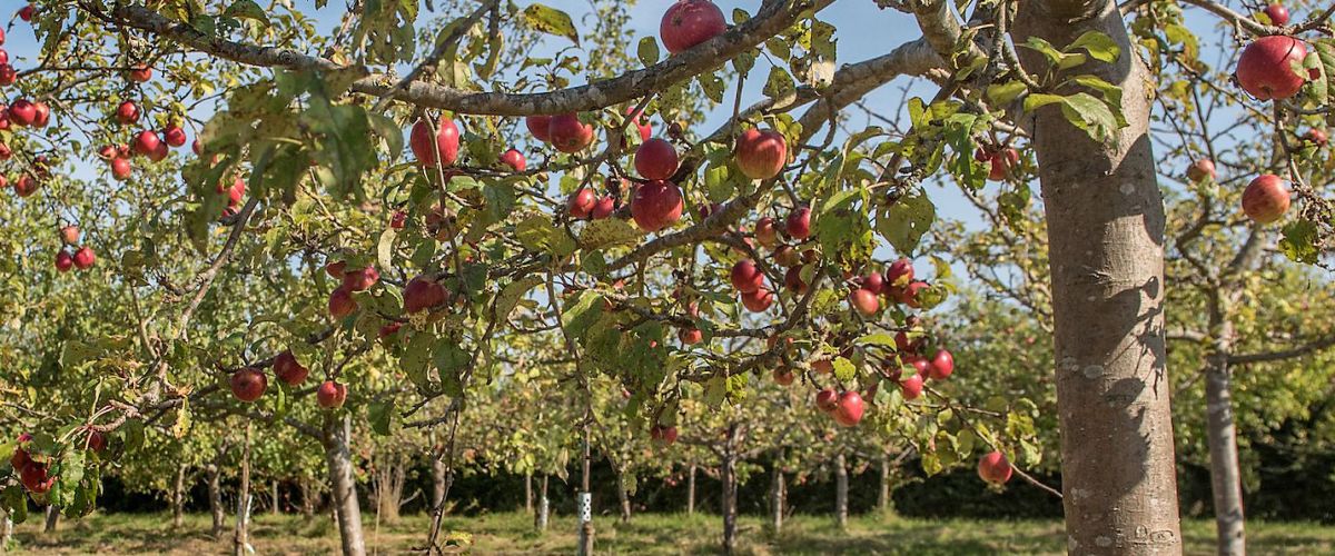 Apfelb&auml;ume mit roten &Auml;pfeln